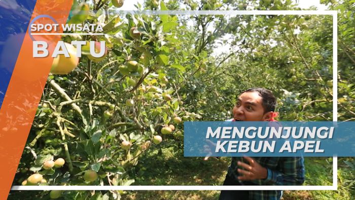 Bebas Petik Apel Sebanyak-banyaknya Langsung Dari Kebunnya, Batu