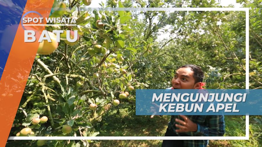 Bebas Petik Apel Sebanyak-banyaknya Langsung Dari Kebunnya, Batu