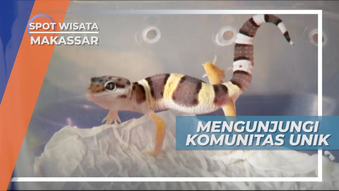 Mengunjungi Komunitas Pecinta Reptil Makassar
