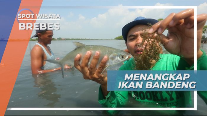 Menangkap Ikan Bandeng Langsung Di Tambaknya, Brebes