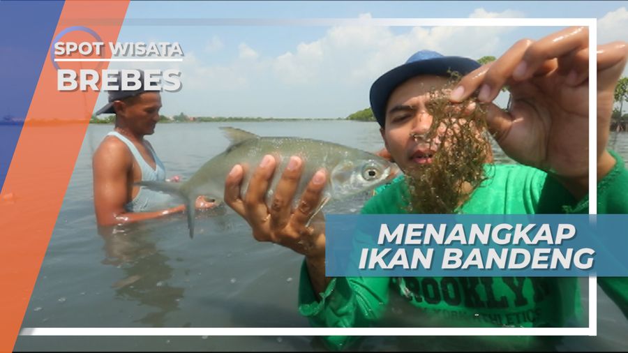 Menangkap Ikan Bandeng Langsung Di Tambaknya, Brebes
