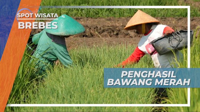 Brebes, Penghasil Bawang Merah Terbesar di Indonesia