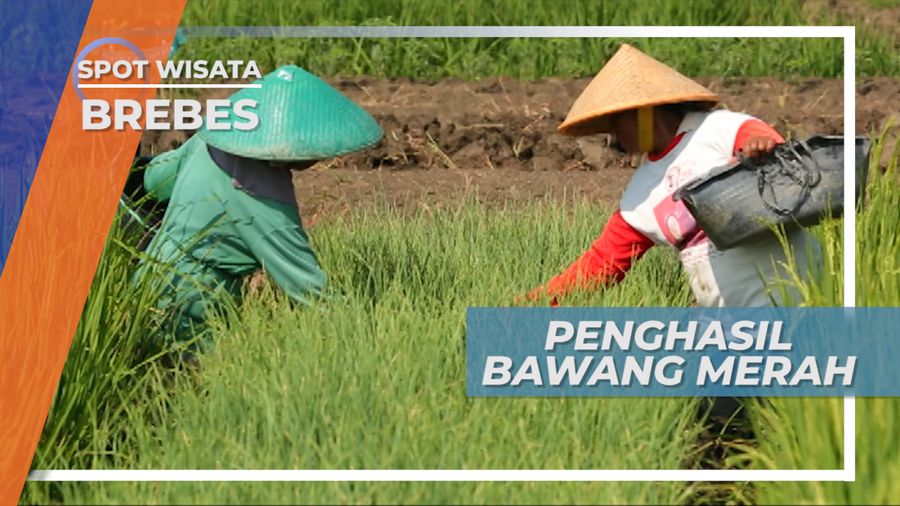 Brebes, Penghasil Bawang Merah Terbesar di Indonesia