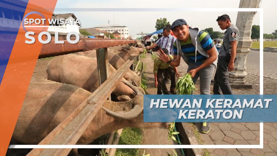 Tidak Boleh Dikonsumsi! Hewan Keramat di Keraton Solo