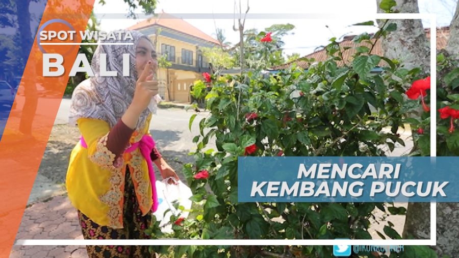 Mencari Kembang Pucuk, Bahan Dasar Jaja Tawan, Bali