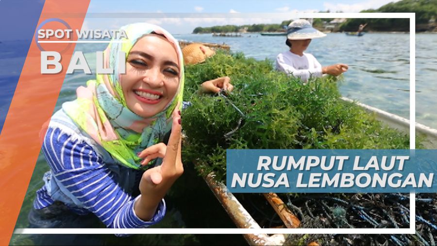 Nusa Penida dan Nusa Lembongan, Penghasil Rumput Laut Terbesar di Bali