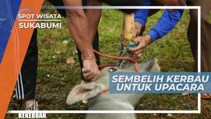 Sembelih Kerbau Untuk Upacara Kekeboan, Sukabumi 