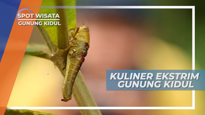 Kuliner Ekstrim ini Menjadi Ikon Kuliner Gunung Kidul, Berani Mencoba?