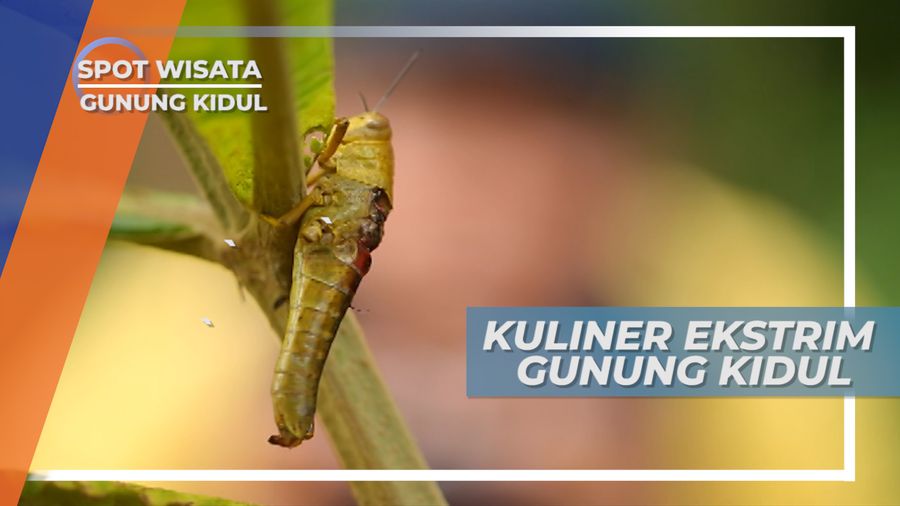 Kuliner Ekstrim ini Menjadi Ikon Kuliner Gunung Kidul, Berani Mencoba?