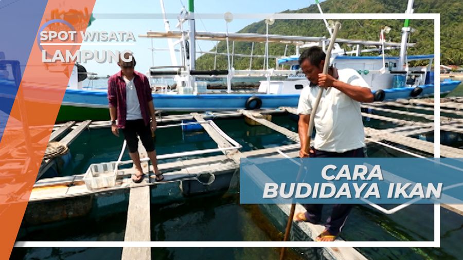 Budidaya Ikan Kerapu ala Masyarakat Pesisir Lampung