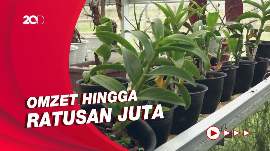 Penjualan Online Tanaman Anggrek Naik 7 Kali Lipat di Mamasa Sulbar