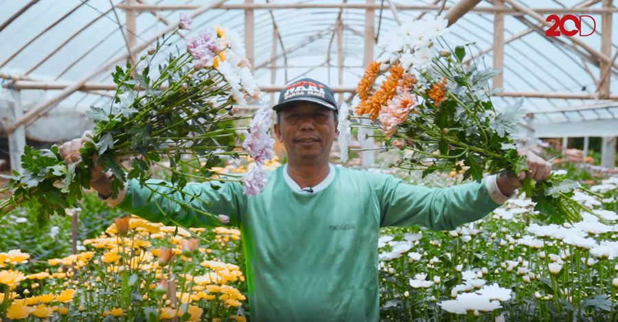 Bunga Krisan Sidomulyo Yang Tetap Mekar di Era Pandemi