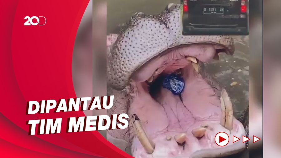 Kondisi Kuda Nil yang Viral Dilempar Sampah Plastik