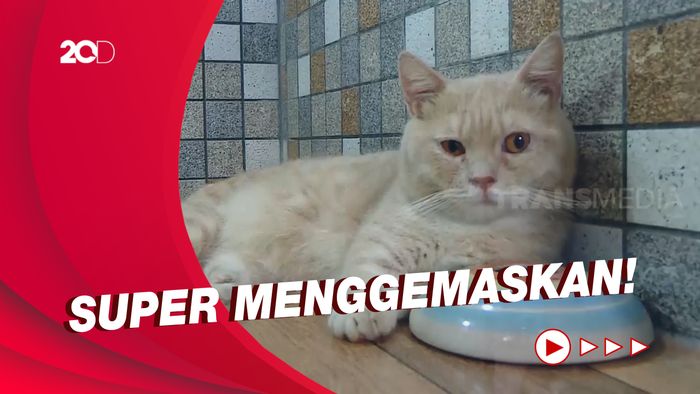 Fakta Seputar Munchkin, Ras Kucing Kaki Terpendek di Dunia
