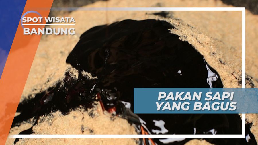 Inilah Pakan yang Bagus Untuk Menjaga Bobot Sapi, Bandung