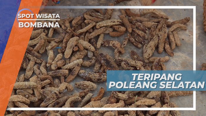 Jelajah Penghasil Teripang Terbesar di Indonesia, Sulawesi Tenggara