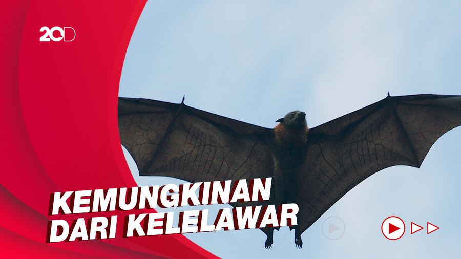 WHO Yakin Sumber COVID-19 Ada di Pasar Huanan