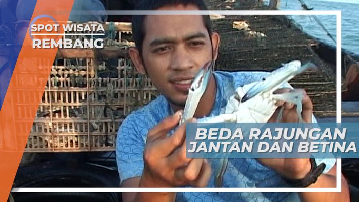 Membeda Rajungan Jantan dan Betina di Lepas Pantai Rembang