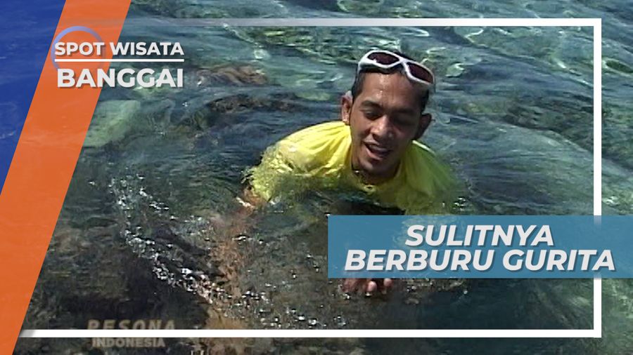 Beradu Tenaga Tarik-menarik Gurita di Celah Karang, Banggai