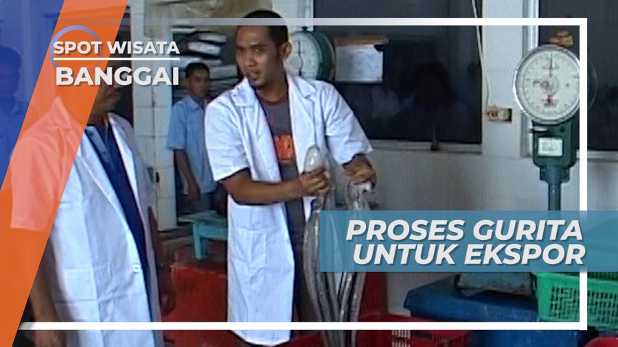 Sebelum Diekspor, Gurita ini Harus Melalui Beberapa Proses, Banggai