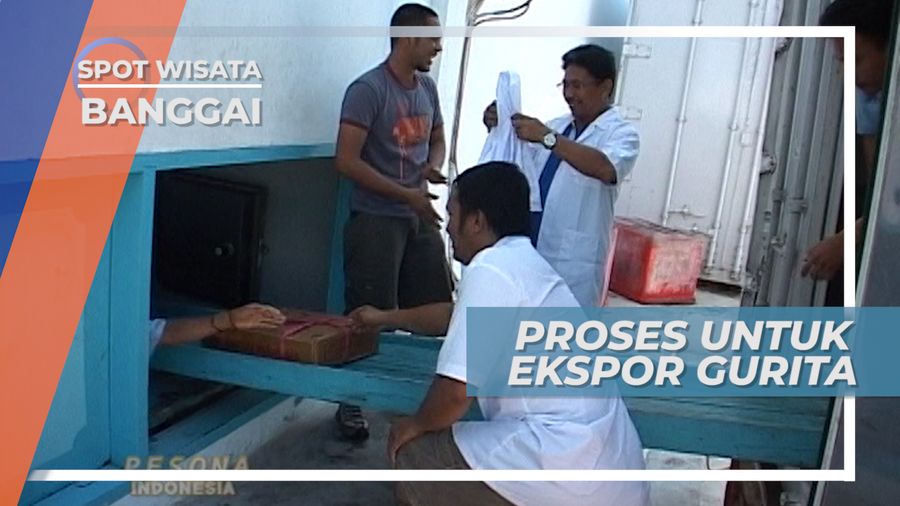 Dari Tombak dan Umpan Gara-gara, Gurita ini Menjadi Komoditi Ekspor, Banggai