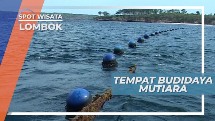 Mengunjungi Tempat Budidaya Kerang Mutiara Lombok Timur, NTB