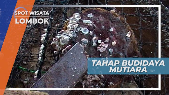 Tahapan Budidaya Kerang Mutiara Sebelum Dipanen, Lombok Timur
