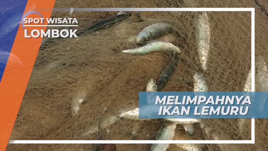 Menebar Jaring, Menangkap Ikan Lemuru yang Melimpah, Lombok