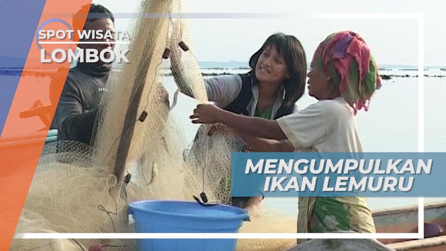 Melepas Ikan Lemuru dari Perangkap Jaring, Lombok