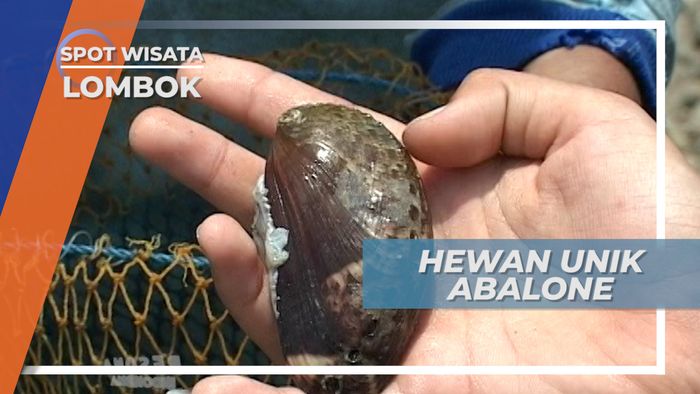 Abalone, Siput Dibalik Karang yang Harganya Bikin Menjerit, Lombok
