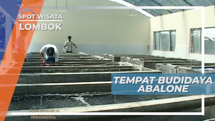 Mengunjungi Tempat Budidaya Kerang Abalone, Lombok