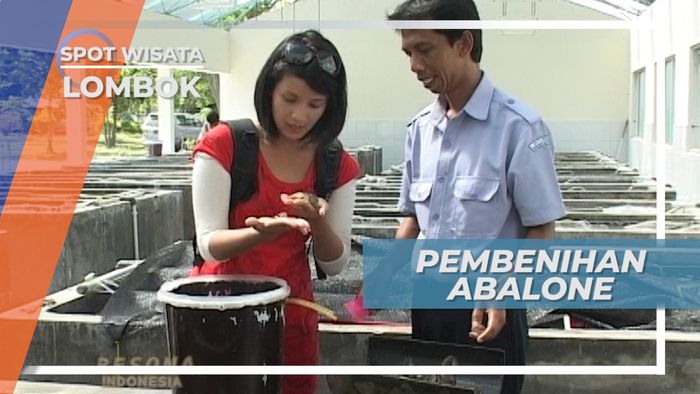 Tahapan Pembenihan Abalone di Balai Budidaya Laut, Lombok