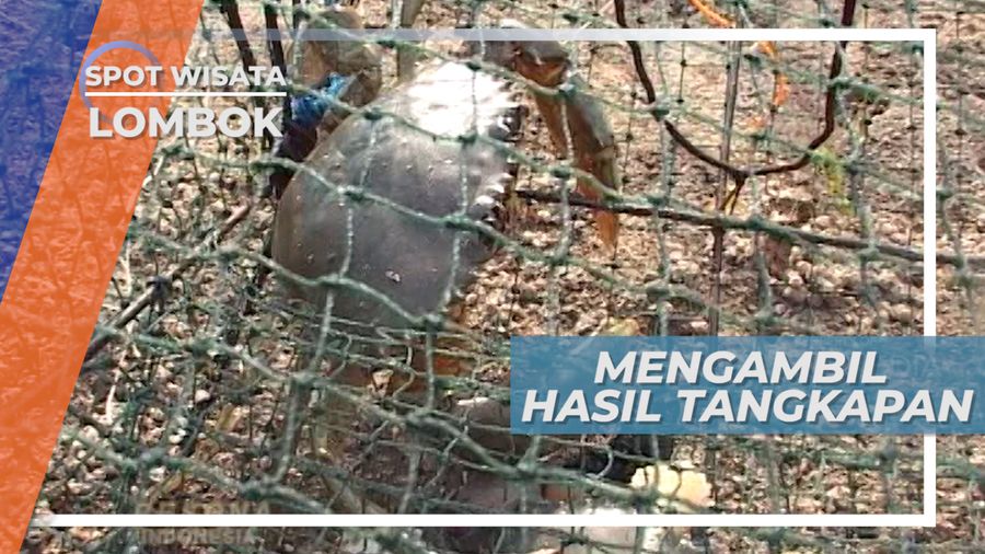 Memanen Hasil Kepiting Di Jaring Tangkapan Desa Kelongkong Lombok 