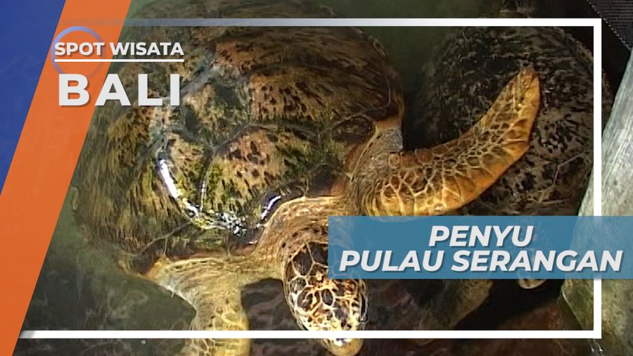 Memberi Makanan Penyu Berumur 30 Tahun di Pulau Serangan Bali