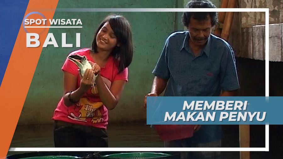 Potongan Daging Udang, Makanan Favorit Tukik Pulau Serangan Bali