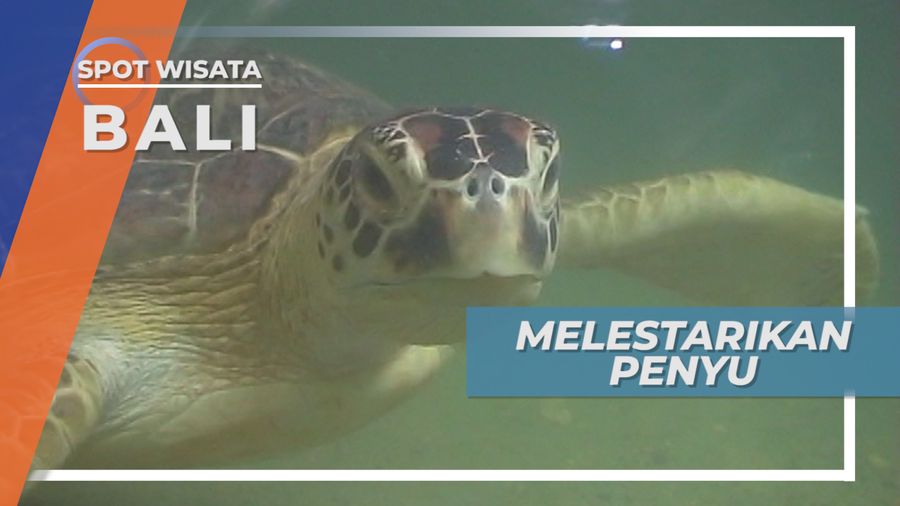 Melestarikan Penyu Demi Menjaga Keseimbangan Ekosistem Laut, Bali