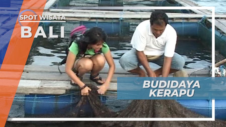 Mengunjungi Tempat Budidaya Ikan Kerapu di Pulau Serangan Bali