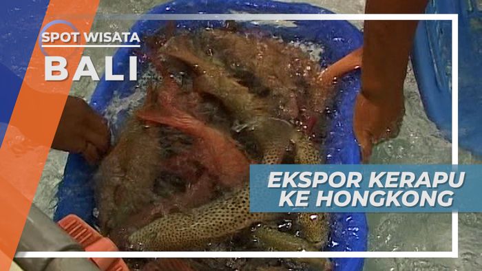 Dari Nelayan Pulau Serangan, Ikan Kerapu ini Dikirim Hingga ke Hongkong
