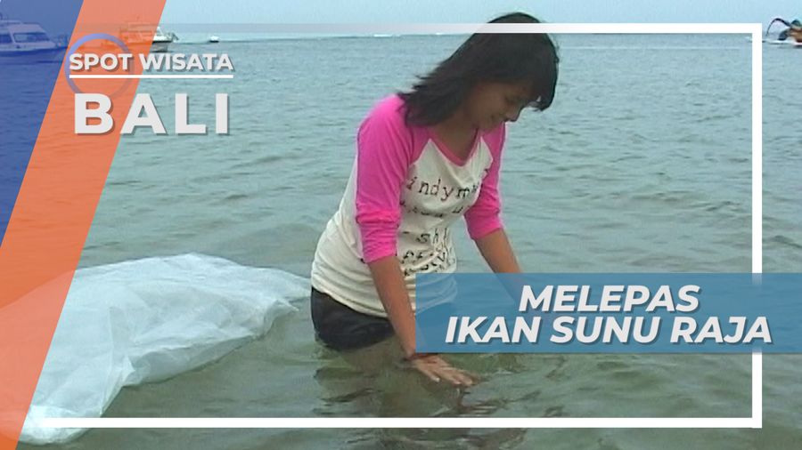 Melepas Kerapu Sunu Raja, Ikan Langka yang Dilestarikan, Bali