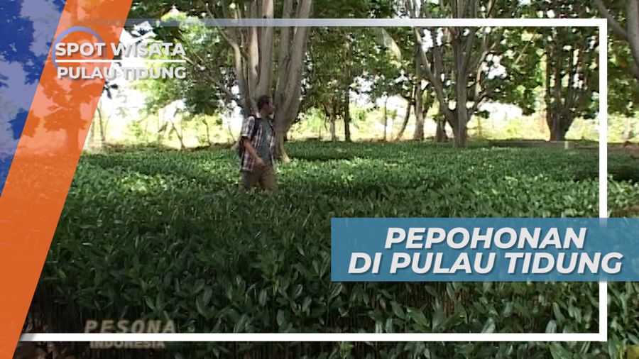 Rimbunnya Pepohonan Di Sentra Pertanian Pulau Tidung