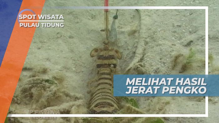 Mengambil Seekor Udang Pengko yang Terjerat Perangkap, Pulau Tidung
