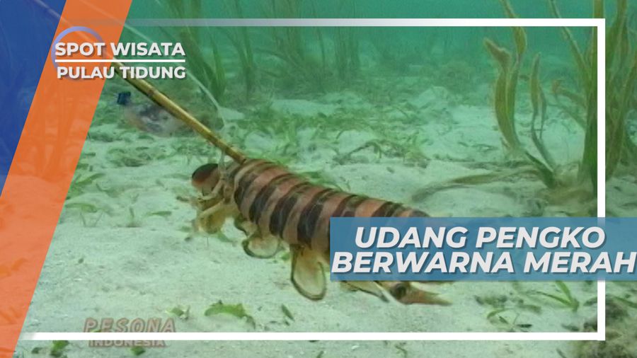 Pengko Merah, Si Udang Betina yang Lucu, Pulau Tidung