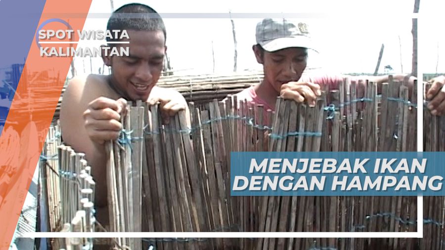 Hampang, Mengiring Ikan Dalam Jebakan Rawa Kerbau Desa Sapala Kalimantan Selatan