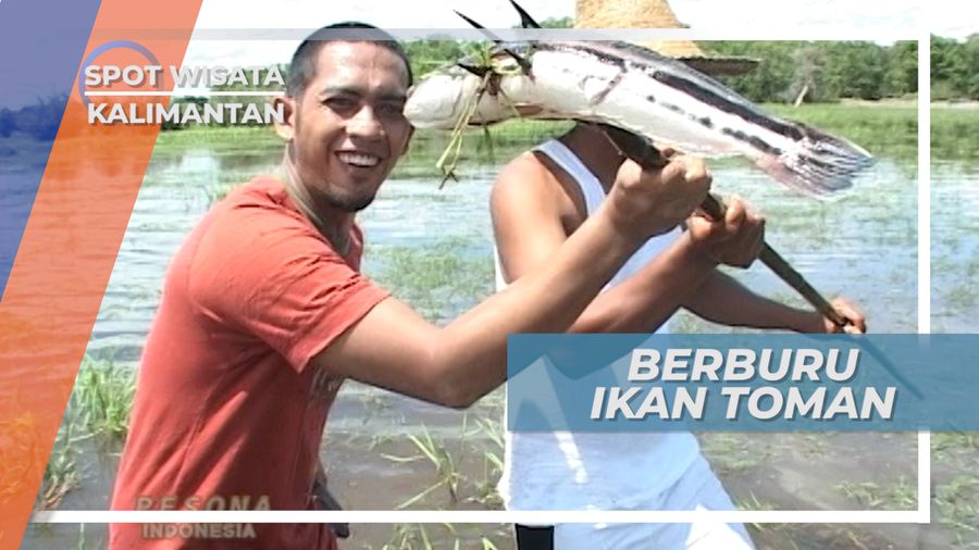 Berburu Ikan Toman Dengan Tombak, di Hulu Sungai Utara Kalimantan Selatan