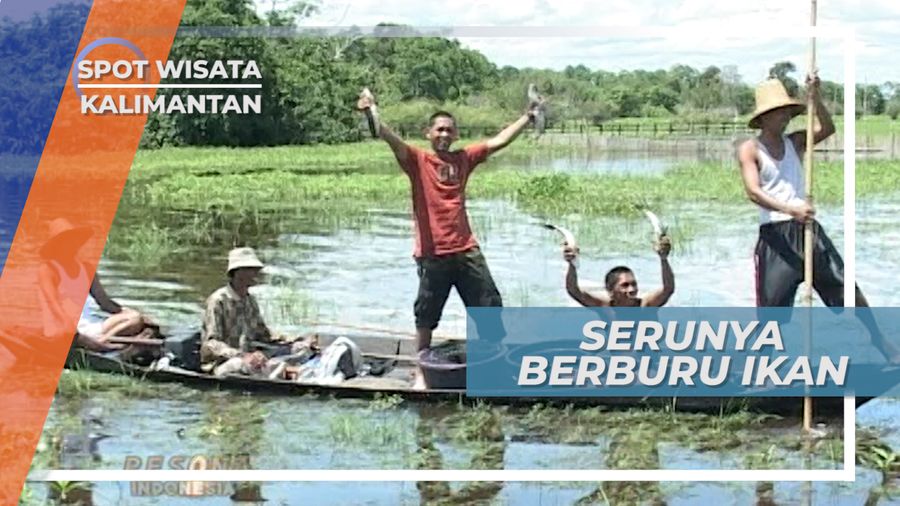 Ikan Toman Berhasil Ditombak di Hulu Sungai Utara Kalimantan Selatan