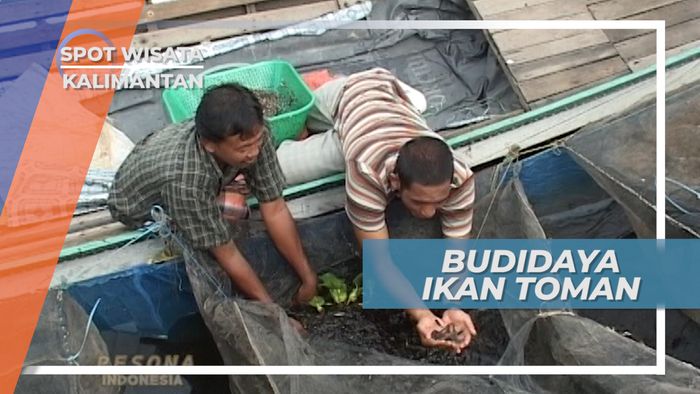 Budidaya Ikan Toman Di Karamba Desa Sapala Hulu Sungai Utara Kalimantan 