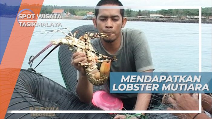 Lobster Mutiara, Anugerah Bagi Para Nelayan Tasikmalaya