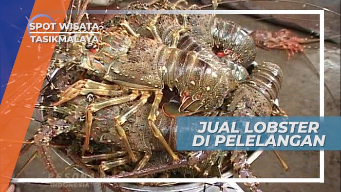 Menyulap Lobster Menjadi Lembaran Rupiah di Pelelangan Tasikmalaya
