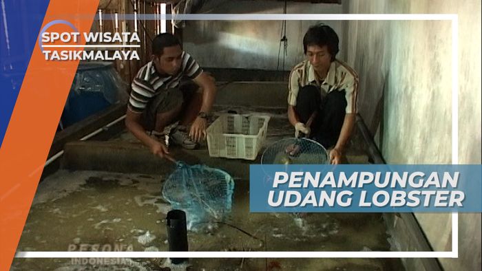 Mengunjungi Penampungan Lobster Tasikmalaya