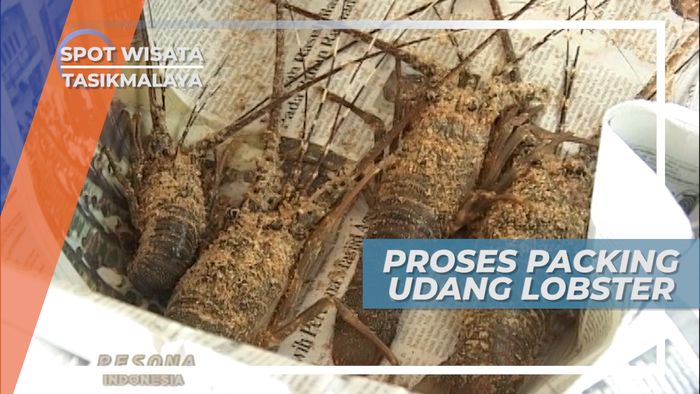 Ekspor Ke Luar Negeri, Lobster Tasikmalaya yang Mendunia